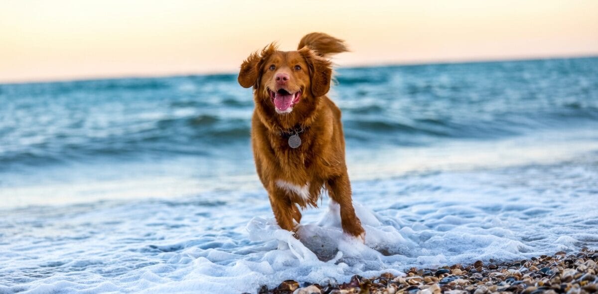Ältere Hunde